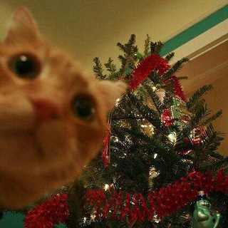 с камерой к звëздам