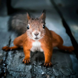 Подземная Белка