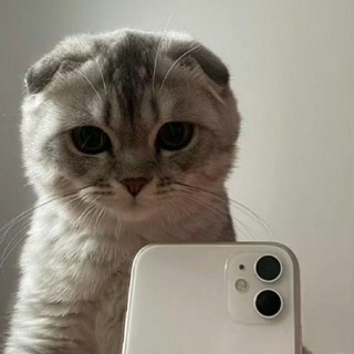 𝒫ℴ𝓀ℴ𝓎 𝒹𝓊𝓈𝒽𝒾❦