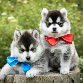 Помски pomskybest