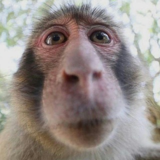 Dest1ny|Раздачи- отзыв