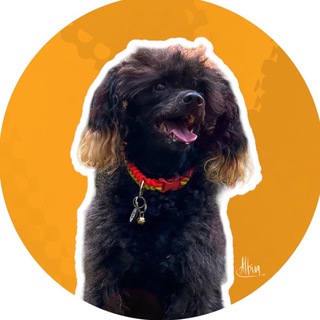 Аля собачник