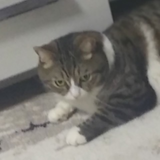 Приколы с котами и собаками