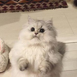 Прикольные котята.