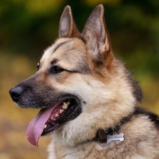 Приют для собак в Щербинке