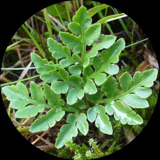 Про Ботву - дикая природа рядом с вами