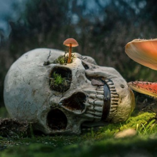 Мухомор Insight