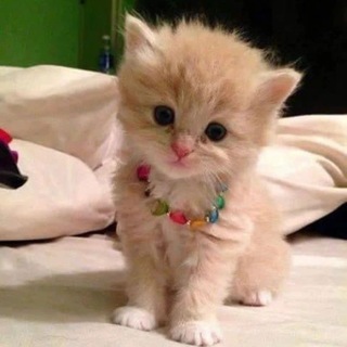 Котики України