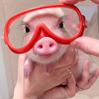 Просвинок 🐷