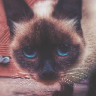 Психогороскоп