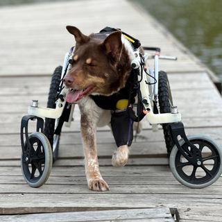 Псяшкин дом