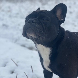 Роза с мороза!