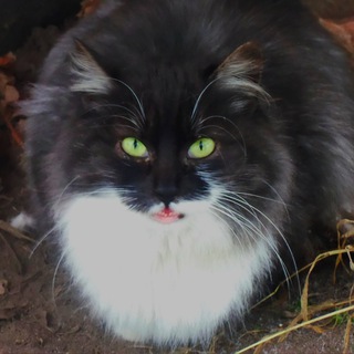 Дача Кухня Котики | Заработок в интернете