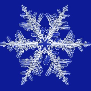 Телеграммы от Лисиченко