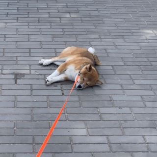 Нишикьяма и солдатики