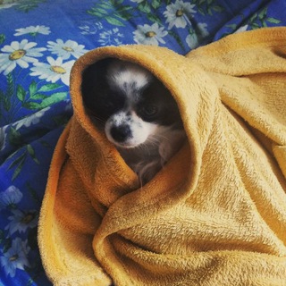 Из жизни обычной тюменской Ириски