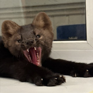 Человеки соболицы 👹