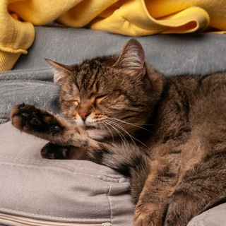 Гнездовіе наркобушка