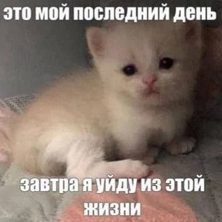 suisashacide листья умирают весной