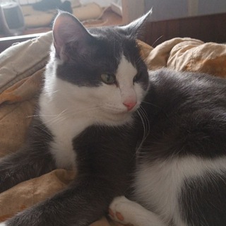 Тайгер Кот😽