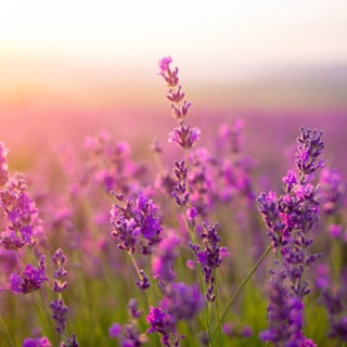 Психология и здоровье