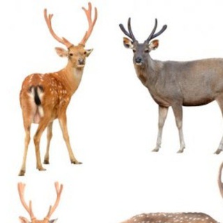 random (рандом)