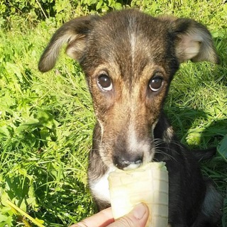 Приют для бездомных животных 