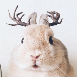 Пушистая милота