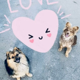 🐶Пушистый любимчик🐱