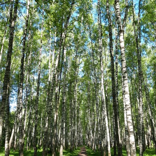 🌲 Против «Благоустройства» Лесопарка Северный