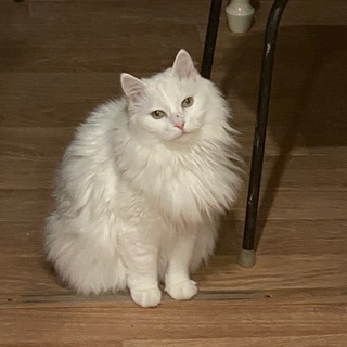 Сергеев, месяц без...