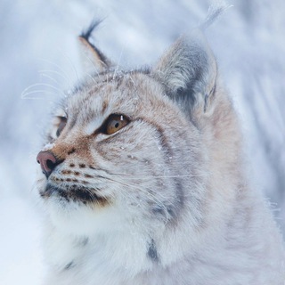 Линкс Квадробика - Lynx Quadrobics