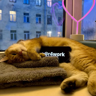 ракун делает дела 💳