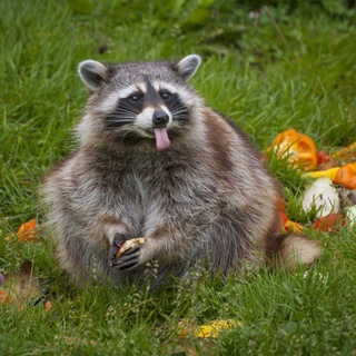 Енотовы норы