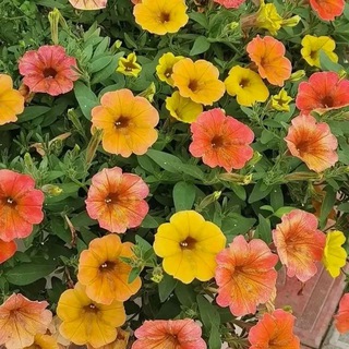 rassada_tomsk_seversk