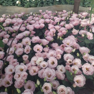 Растения для сада