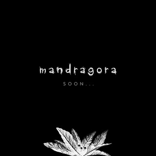 REAL MANDRAGORA