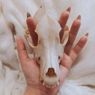 Таксидермия