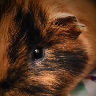 Город Тэдди