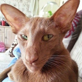 @abdul_naxyu:6 6 6 — мои руки prada blades Я проклятый стокгольмом demon eater in my nest Twenty souls кричат от боли Я порождаю