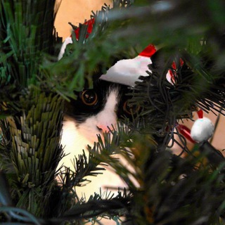 Типа Андреев 🎄