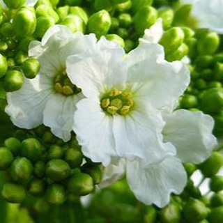 Цветок хрена