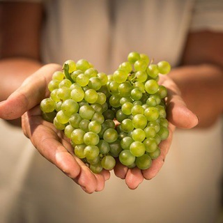 Организатор винных путешествий🍷