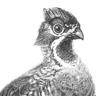 Рябчики въ сметанѣ