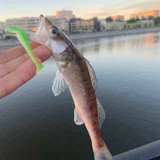 Рыбалка в Москве | StreetFishing