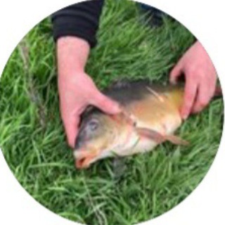 Третий пруд. Рыбалка - отдых пос. Нижнеподкумский 89188628759 89034411250