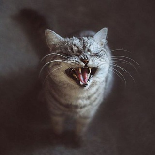 Ржу до Усëра. Анекдоты, приколы и мемы.