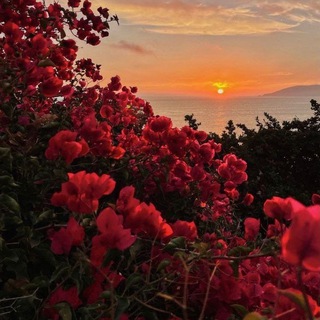 مُقَرَّبُونَ