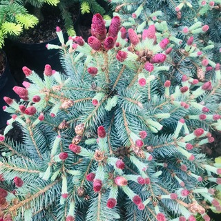 coniferous_garden канал