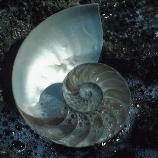 коханка вітгенштейна